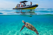 Turtle Canyon Snorkel Adventure - Small Group 6 Passengers