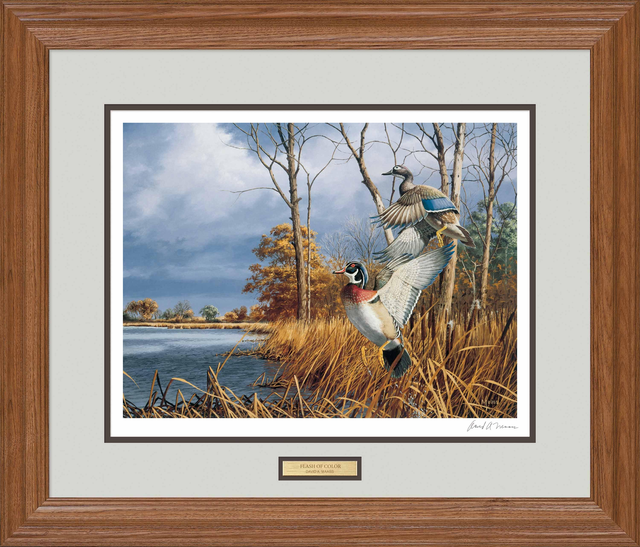 Flash of Color—Wood Ducks - Signed Print