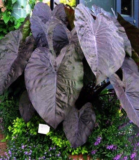Diamond Head Elephants Ear - Colocasia - 4" Pot