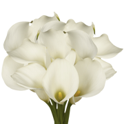 Beautiful White Open Cut Calla Lilies