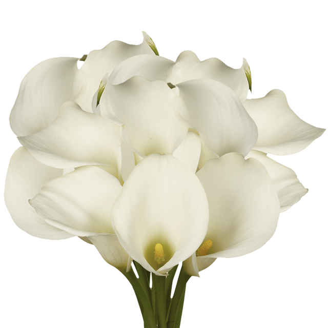 Beautiful White Open Cut Calla Lilies