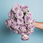 LAVENDER SYMPHONY (2 DZ.)