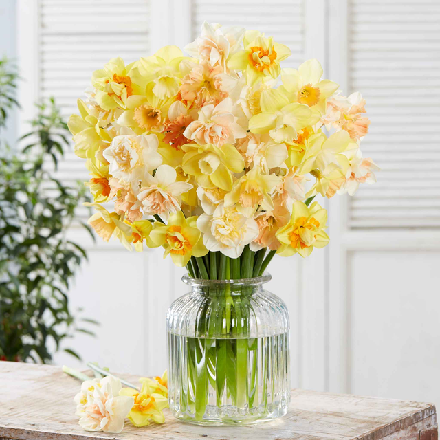 Daffodil Bulbs - Citrus Sorbet Mix
