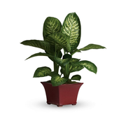 Delightful Dieffenbachia