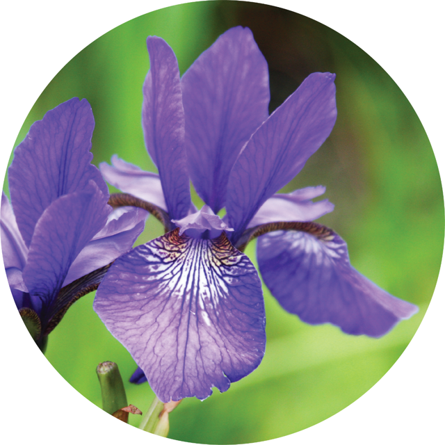 Orris Root - Essential Oil