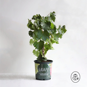 Grape Vine Plant - Non Flowering (Fall Season)