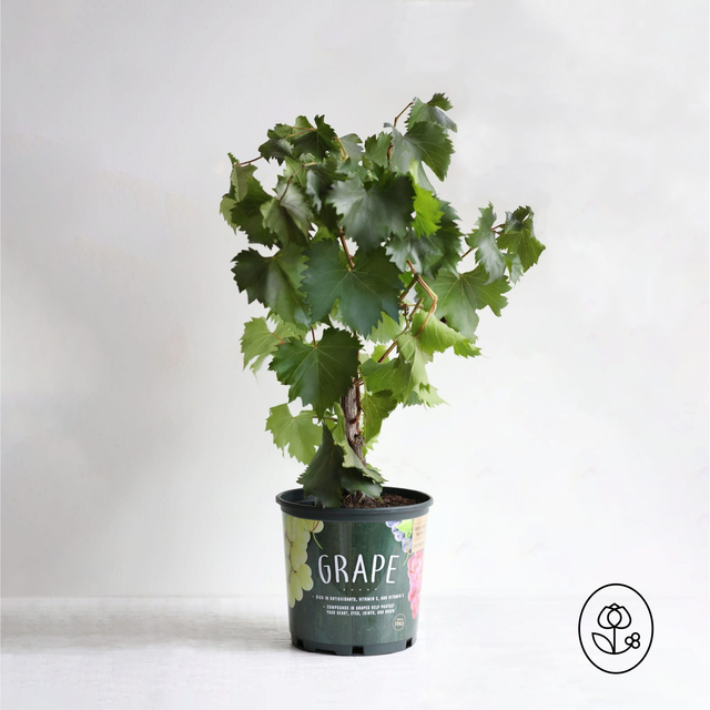 Grape Vine Plant - Non Flowering (Fall Season)