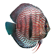 Heckel Leopard Discus