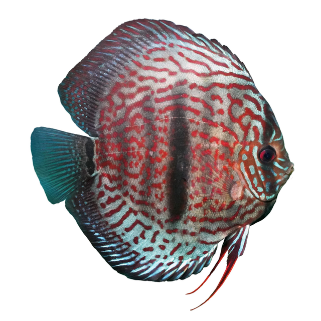 Heckel Leopard Discus