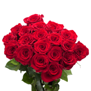 100 Stems of Red Roses