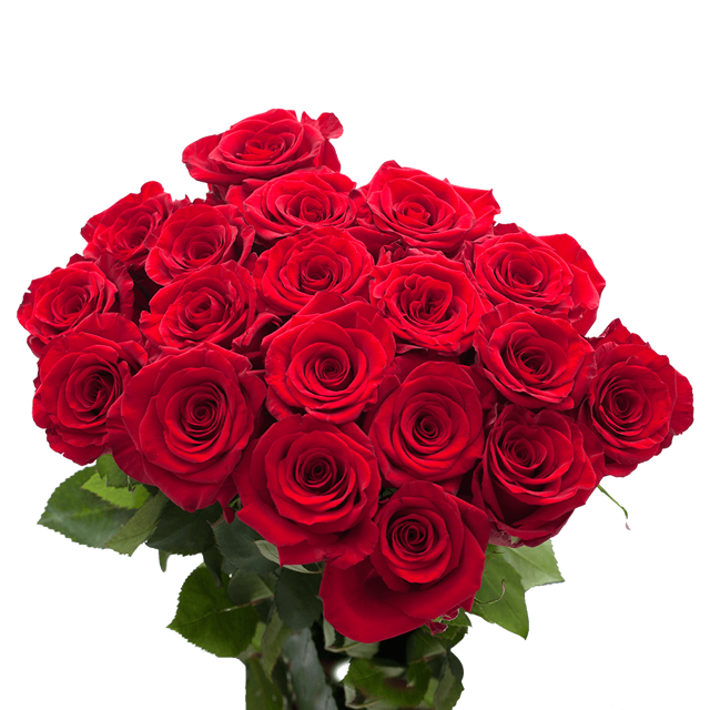 20 Stems of Stargazer Oriental Lilies 80 Blooms