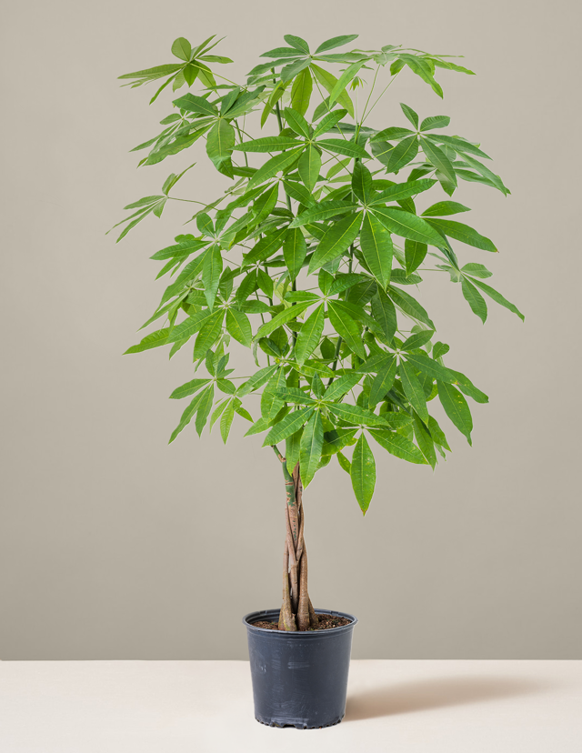 Money Tree Plant