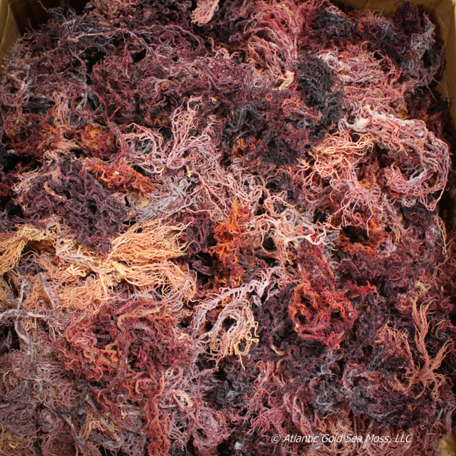 Wholesale Bulk Sea Moss