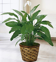 Spathiphyllum Plant
