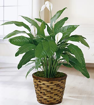 Spathiphyllum Plant