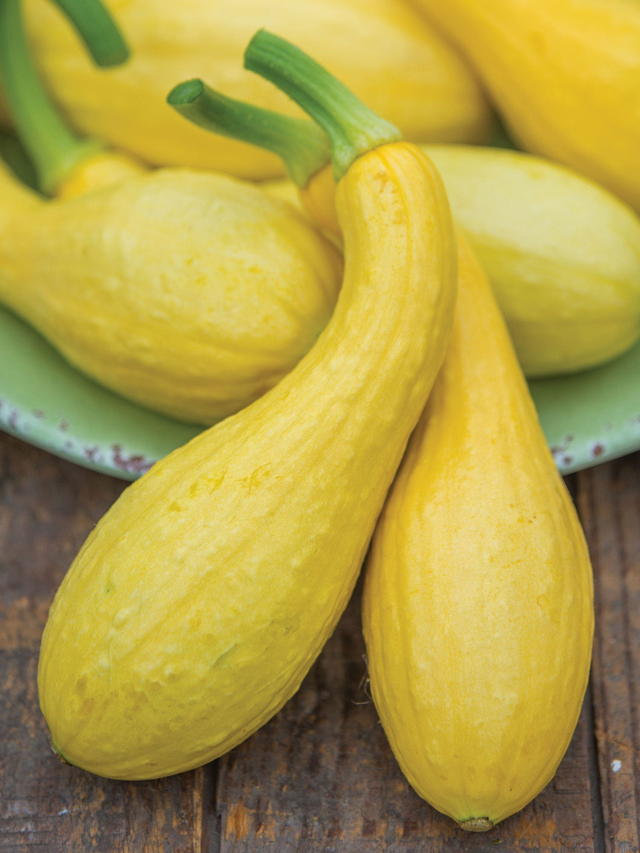 Squash, Early Summer Crookneck