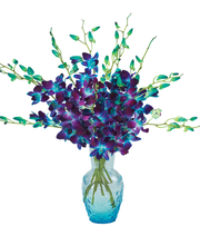 Stunning Sapphire Orchids