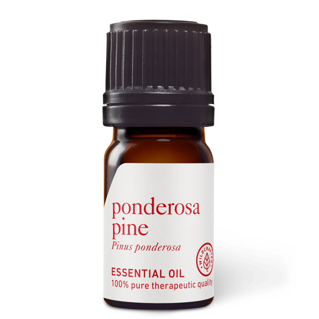 Ponderosa Pine Essential Oil