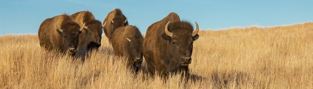 Find low-fare flights to Missoula