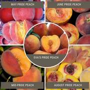 Zaiger Pride Peach, 3 on 1 Multi Grafted Fruit Tree