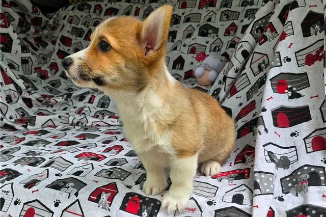 Athena | Puppies For Sale at Pawrade