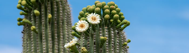 Find low-fare flights to Tucson