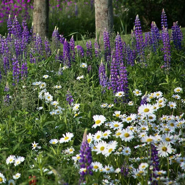 Shasta Daisy & Perennial Lupine Seed Combo