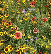 Southern Prairies Wildflower Blend