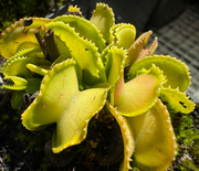 Dionaea m. “GJ Giant Cudo” Potted