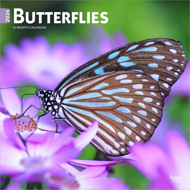Butterflies 2026 Wall Calendar