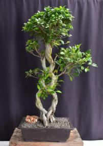 Fruiting Green Emerald Ficus Bonsai TreeBraided Trunk (ficus microcarpa)