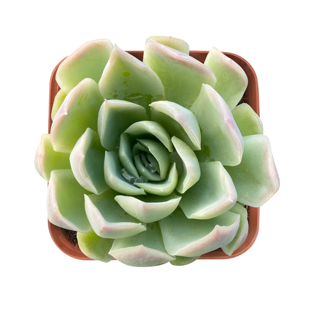 Echeveria Elegans Raspberry Ice