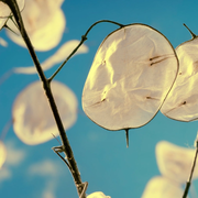 Lunaria Silver Dollar (Money Plant) Flowers