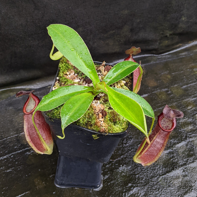 Nepenthes spathulata x gymnamphora