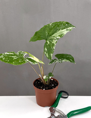 Syngonium Albo