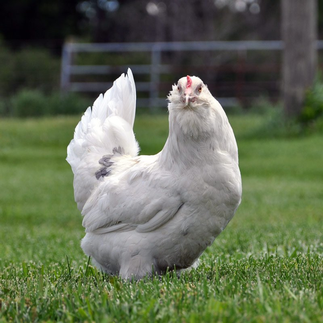 Baby Chicks: Bountiful Blue Egg Layer