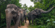 Kulen Elephant Forest Tour with Hotel Pick-up & Drop off