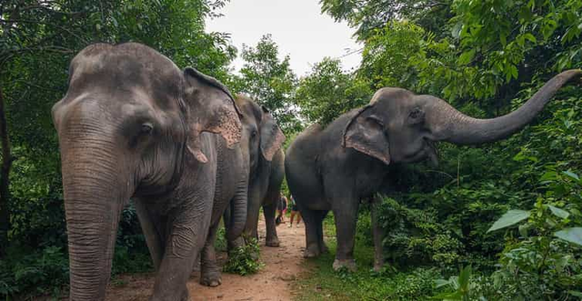 Kulen Elephant Forest Tour with Hotel Pick-up & Drop off