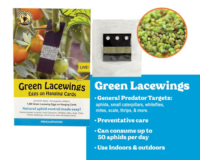 Green Lacewing Eggs on Hanging Card - Aphid Control