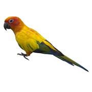 Sun Conure (Aratinga solstitialis)