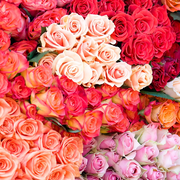 Large Orders Roses 200 to 500 Stems - Valentine's Day SHIPPING INLCUDED