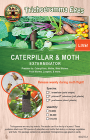 Trichogramma Eggs on Hanging Cards - Caterpillar & Moth Control
