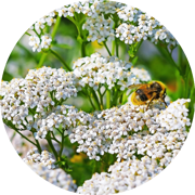 Yarrow - Essential Oil