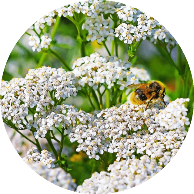 Yarrow - Essential Oil