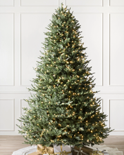 BH Balsam Fir Trees