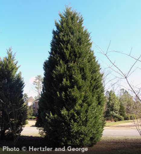 Leyland Cypress